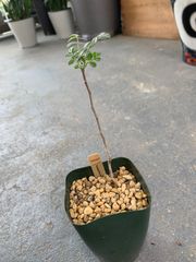 パキコルムス　ディスカラー　象の木　潅木　植物