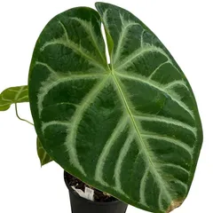 2025年最新】アンスリウムハイブリッドの人気アイテム - メルカリ