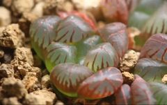 多肉植物 ハオルチア 紫オブツーサ スターサファイア