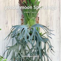 ビカクシダ HANABI ocpup② ビカクシダ P.'Hanabi'2 現品販売 産地直送 groote plantage