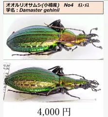 甲虫標本　カミキリムシ、オサムシほか66頭。大型ドイツ標本箱入り 甲虫標本 カミキリムシ、オサムシほか66頭。大型ドイツ標本