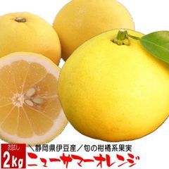 静岡県伊豆産ニューサマーオレンジ2ｋ 今が旬の柑橘系果実 フルーツ 果物 父の日ギフト 贈り物 季節の果物