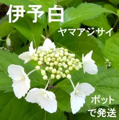 2024年最新】紫陽花の挿し木の人気アイテム - メルカリ