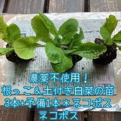 2025年最新】苗の人気アイテム - メルカリ