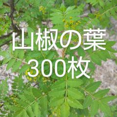 無農薬 花山椒+木の芽50g - メルカリ