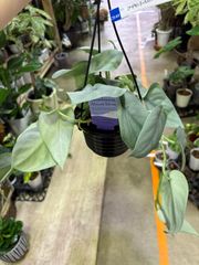スキンダプサス・オルモストシルバー　4号　吊り鉢　ハンギング　観葉植物　耐陰性　インテリア　グリーン　丈夫　育てやすい