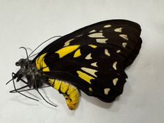 蝶標本　ビクトリアトリバネアゲハ　♂ 昆虫標本 蝶の標本 ビクトリアトリバネアゲハ メタリック調