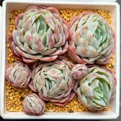 クリームベリー　多頭　韓国苗　エケベリア　多肉植物
