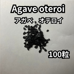 【種】100粒　Agave oteroi　アガベ　オテロイ