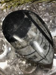 ◇モロッコ産【オルソセラス/直角貝】古生代デボン紀/約5億〜2億5千万