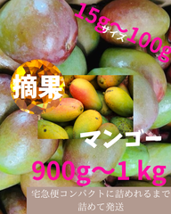 【５月発送】　沖縄県産　摘果マンゴー　※宅急便コンパクト詰めれるまで詰めて発送　900g〜1 kg 送料無料