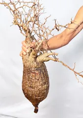 ★本日13時〆 LP56 オペルクリカリア パキプス コーデックス ベアルート株 2025年最新】オペルクリカリア パキプス ベアルートの人気