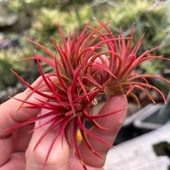 真っ赤っか＊ 中サイズ 3株セット＊ チランジア イオナンタ ファイヤークラッカー Tillandsia ionantha Firecracker＊エアプランツ＠フラワーショップ江口