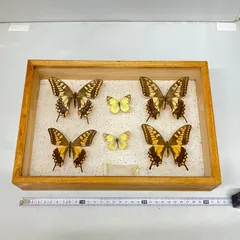 2025年最新】アゲハ蝶 標本の人気アイテム - メルカリ