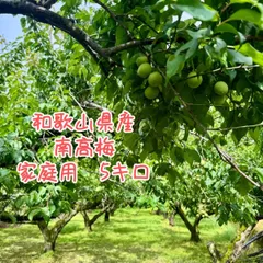 梅　シミ出る可能性大　10キロ　予約　収穫可能　100サイズ発送　郵便郵送 楽天市場】クール便 青森県産 完熟 梅 豊後（ぶんご）2kg 送料
