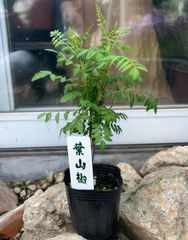 サンショウ 葉山椒 3寸ポット 苗