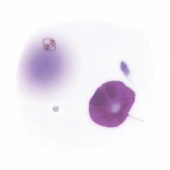 Item thumbnail for item 7d591096-6849-49df-9b1b-9771ddb8610b