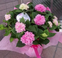 欄&空様専用 紫陽花 アジサイ 茜雲 ピンク 底面給水 5号 2