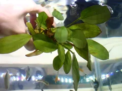 (水草) エキノドルス レッドフェニックス1POT サンプル画像 熱帯魚 淡水魚のサムネイル