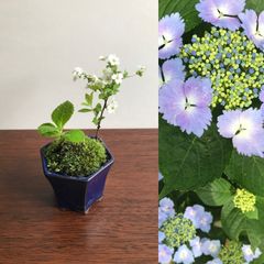 ミニ盆栽　ガクアジサイナデシコ咲きと雪柳（深藍色・瀬戸焼）