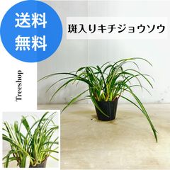 斑入り吉祥草 【送料無料】斑入り キチジョウソウ 9cmプラ鉢 高さ0.1ｍ 幅0.3ｍ グランドカバー 常緑性 日陰 草花 下草 寄せ植え