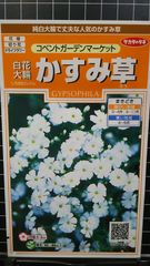 かすみ草 コベントガーデンマーケット 白花 大輪 カスミソウ 種  ３袋セット