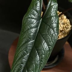 【ワイルドな美品】アロカシア  スカルプラム  #2  /  観葉植物  アロイド