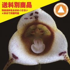 Dracula inaequalis