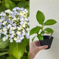 ウズアジサイ（オタフク）ポット苗 B 約19cm