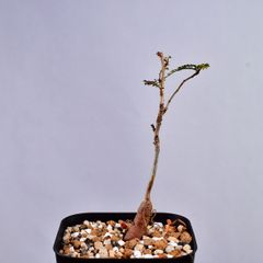 3P3 実生 オペルクリカリア デカリー コーデックス 塊根植物 オペルクリカリアデカリー