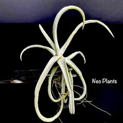 Tillandsia 'duratii'【S】 チランジア ドゥラティー 送料無料