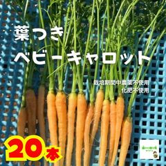 葉つきベビーキャロット（葉つきミニにんじん、葉付きミニ人参）　☆農薬や化学肥料は使用しておりません　　埼玉県産　２０本入り（※根は細いです）　※葉を折り曲げて配送いたします