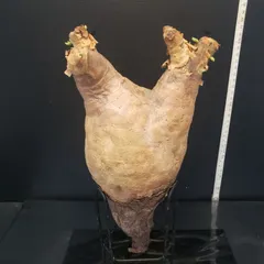 キフォステンマ ウター マクロプス 現地球 キフォステンマ マクロプス 7 Cyphostemma uter macropus 【発根