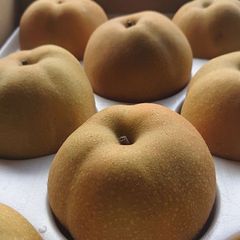 長崎県産 豊水 梨 6L  大玉 甘くて美味しい♪