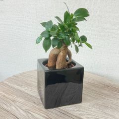 【現品お届け・鉢色選べる】ハイミニフィット水位計付き　角タイプ　人参ガジュマル【A】