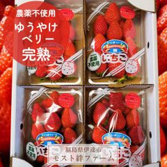 いちご 【モスト絆ファーム】 農薬不使用 ゆうやけベリー 250g×4P 福島県伊達市