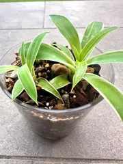 メルカリ便発送‼︎　アテナータ変わり斑　4カット苗 2025年最新】アテナータ 斑入りの人気アイテム - メルカリ