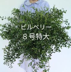 ビルベリー　８号鉢　果樹　苗　実付き　現品発送