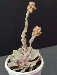 エケベリア 原種 ディフラクテンス パル マソラ 花芽つき脇芽あり。diffractens Palma Sola 双頭 ケーレス実生苗