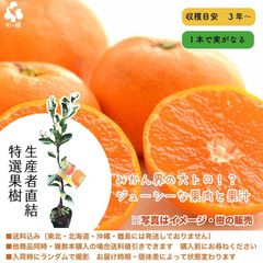 2/8再入荷果樹苗★みかん・せとか