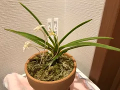 富貴蘭　富貴殿 富貴蘭【富貴殿】 : The blog of meraki