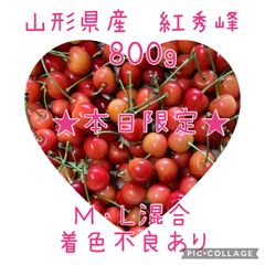 山形県産さくらんぼ「紅秀峰」800g 家庭用 ( 訳あり含む )
