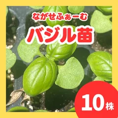 バジル 苗 10株　プロ農家の苗　スイートバジル　　サカタのタネのサムネイル