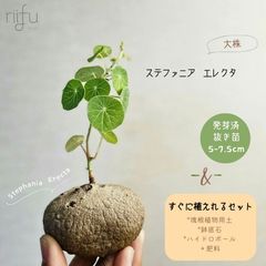 〚 大株♡ステファニア エレクタ 1株 + 栽培セット 〛Stephania Erecta 直径 5-7cm 抜き苗 発芽済