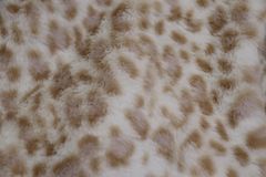 Item thumbnail for item 6b16120f-1136-4d3c-8dad-ff02d9bbab38