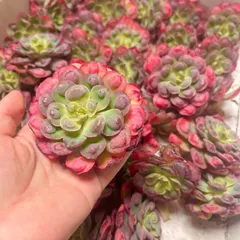 多肉植物 韓国苗 エケベリア レインドロップ 大苗