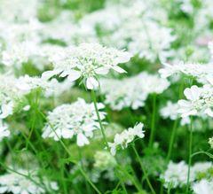 オルレア　種30粒　花の種