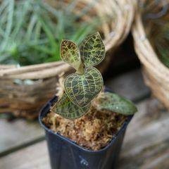 大きく育ったマコデスペトラ　ジュエルオーキッド