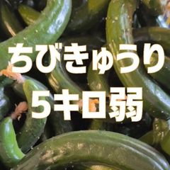本日終了‼️5キロ弱！　ちびきゅうり　チビきゅうり　もぎりきゅうり　摘果きゅうり　農家直送美味しいきゅうり！ ４キロ弱！ サイズバラバラ！ 曲がりきゅうり　訳あり　きゅうり