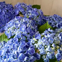 2025年最新】オタフク紫陽花の人気アイテム - メルカリ